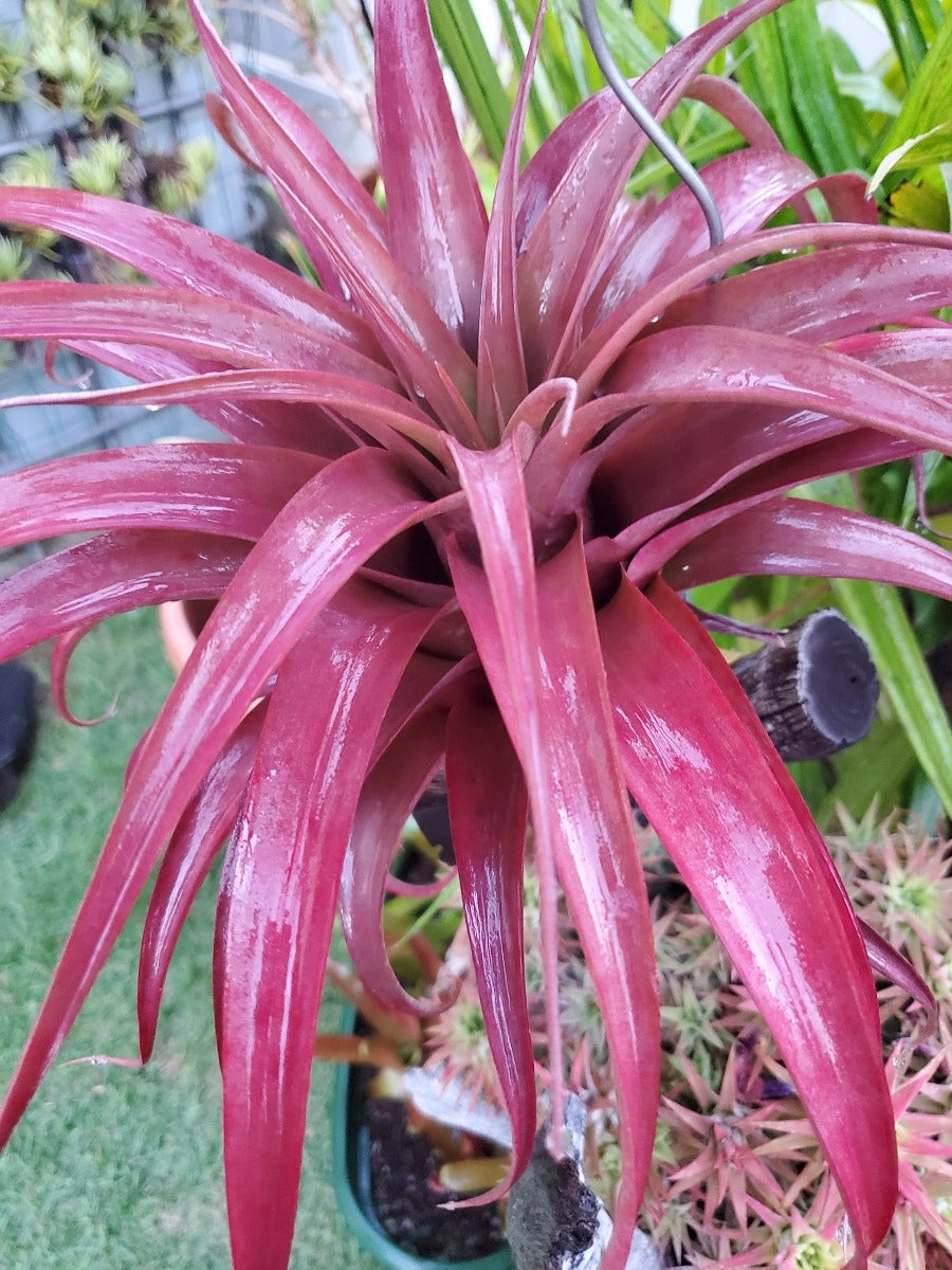 ティランジア・サラ。 (ゼログラフィカ × キャピタータ オールド ゴールド)