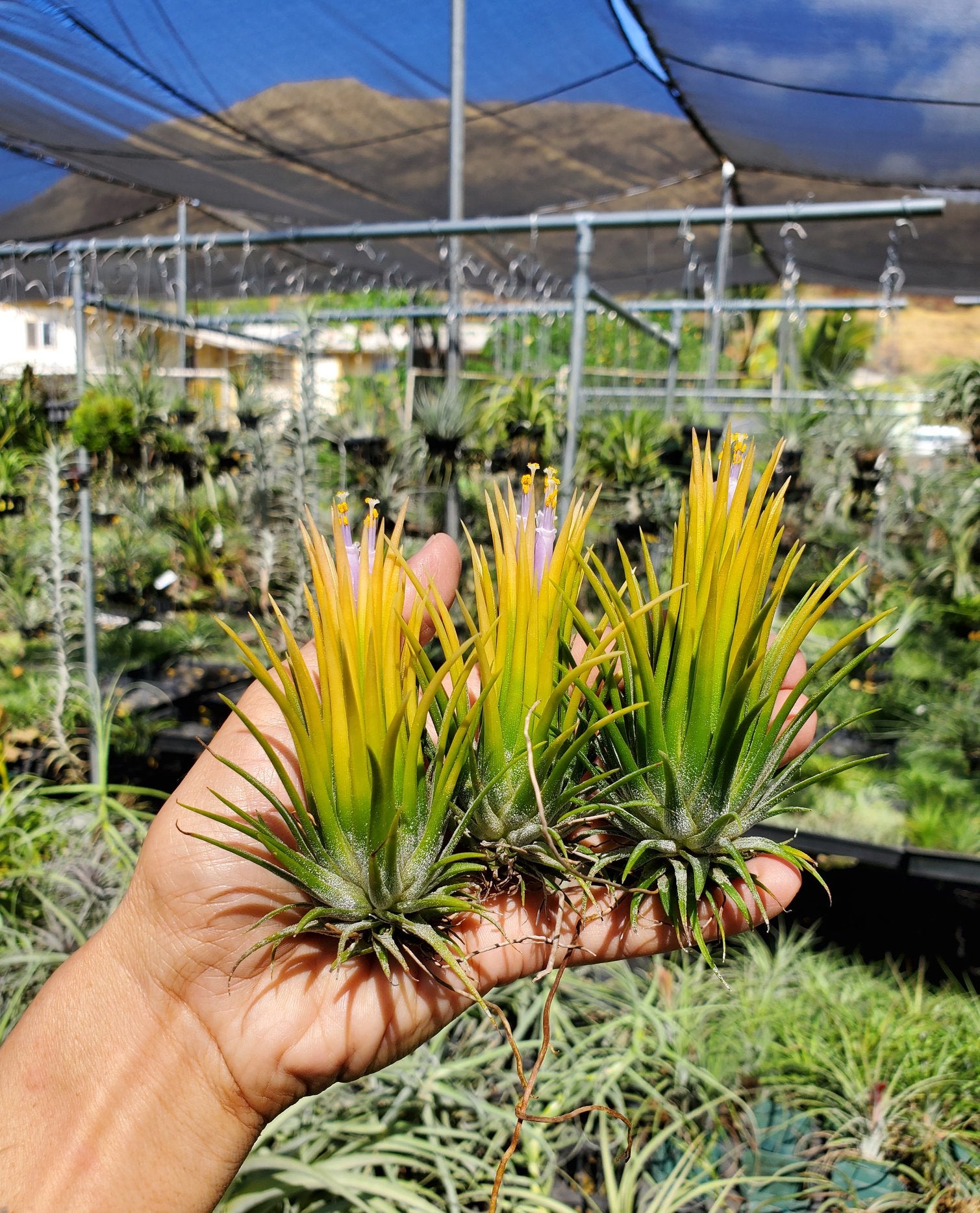 ionantha fuego air plant Tillandsia ionantha Fuego Yellow