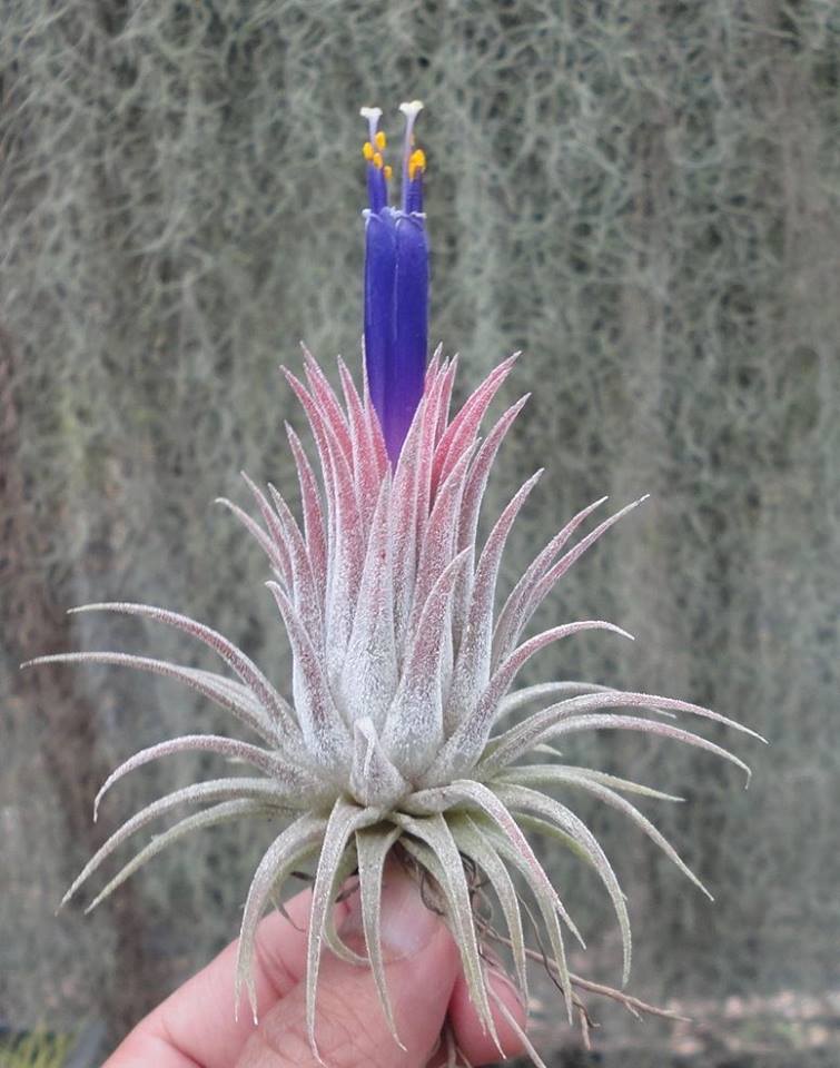 lavender plants hawaii Tillandsia ionantha Hawaiian Lavender