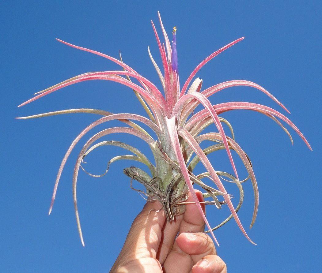 paucifolia air plant Tillandsia Aleta. (ionantha x paucifolia) – Tillandsia In Hawaii