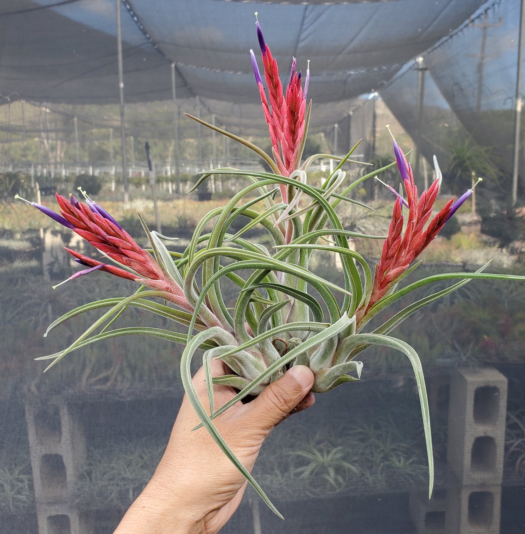 medusa air plant flower Tillandsia Domingo's Medusa. (Califano x caput-medusae)