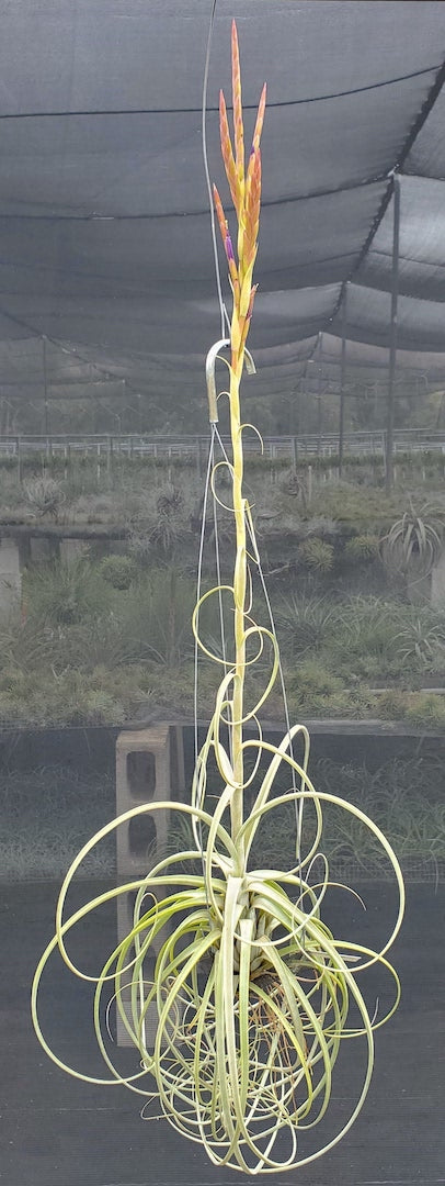 cascading air plants Tillandsia Hawaiian Cascade. (exserta small form x balbisiana) – Tillandsia In Hawaii