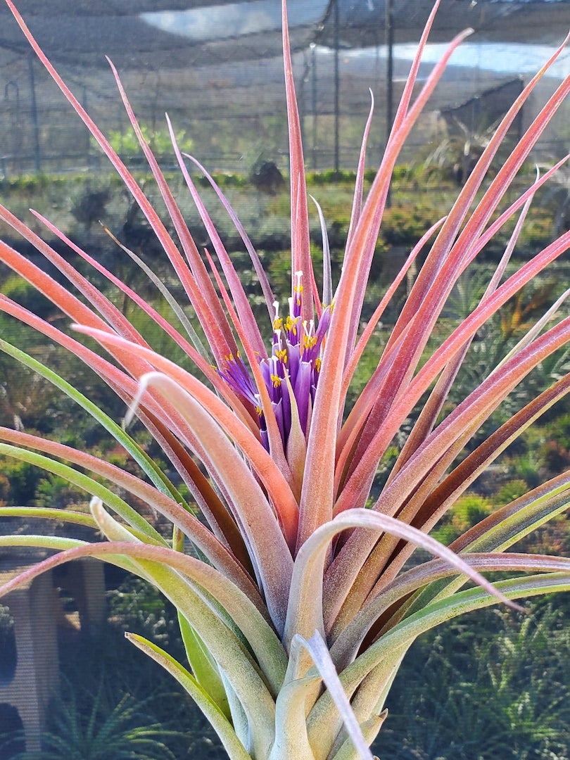 air plants hawaii Tillandsia Hawaiian Topaz. (capitata orange form x ionantha)