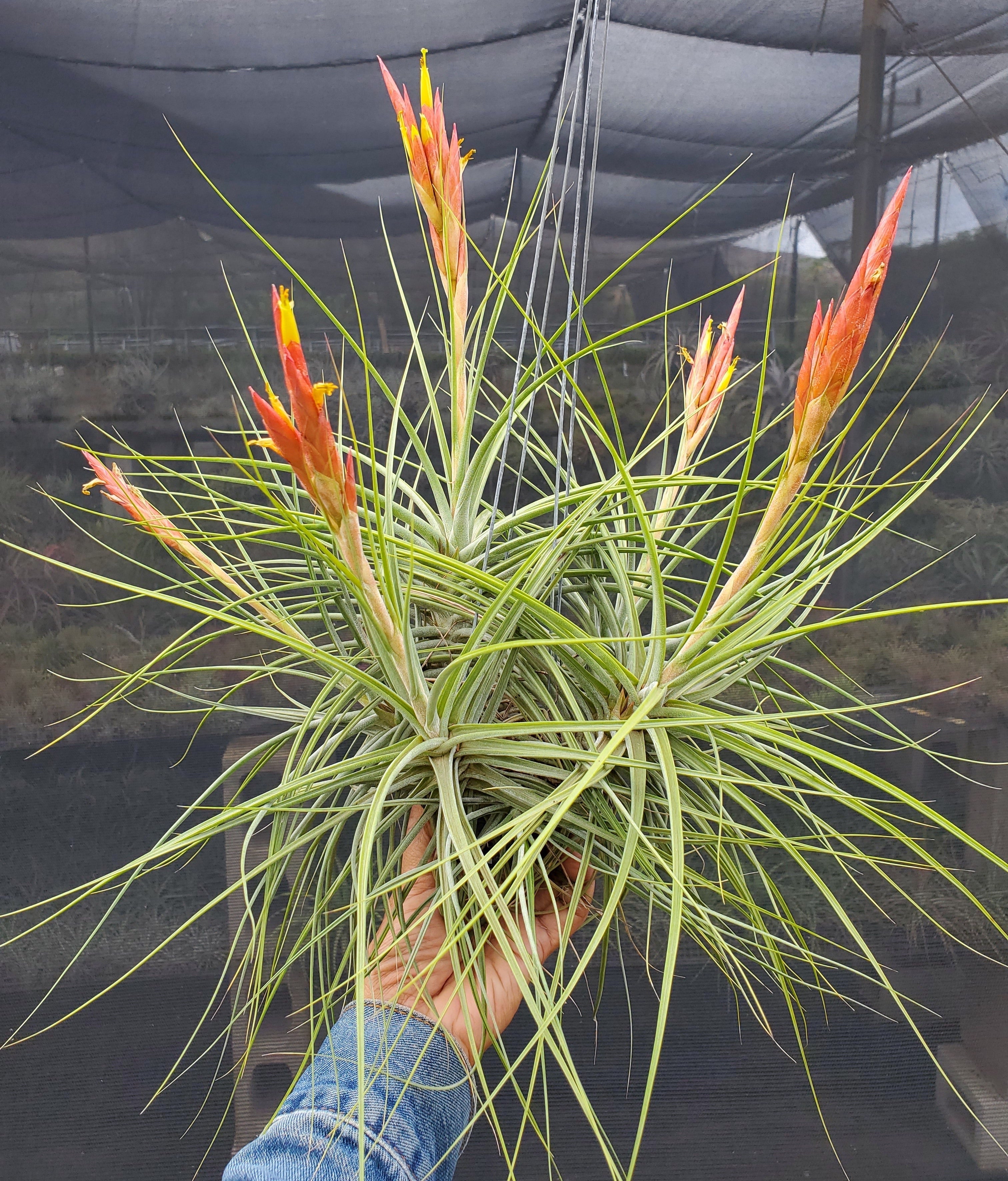 schiedeana air plant Tillandsia schiedeana x concolor