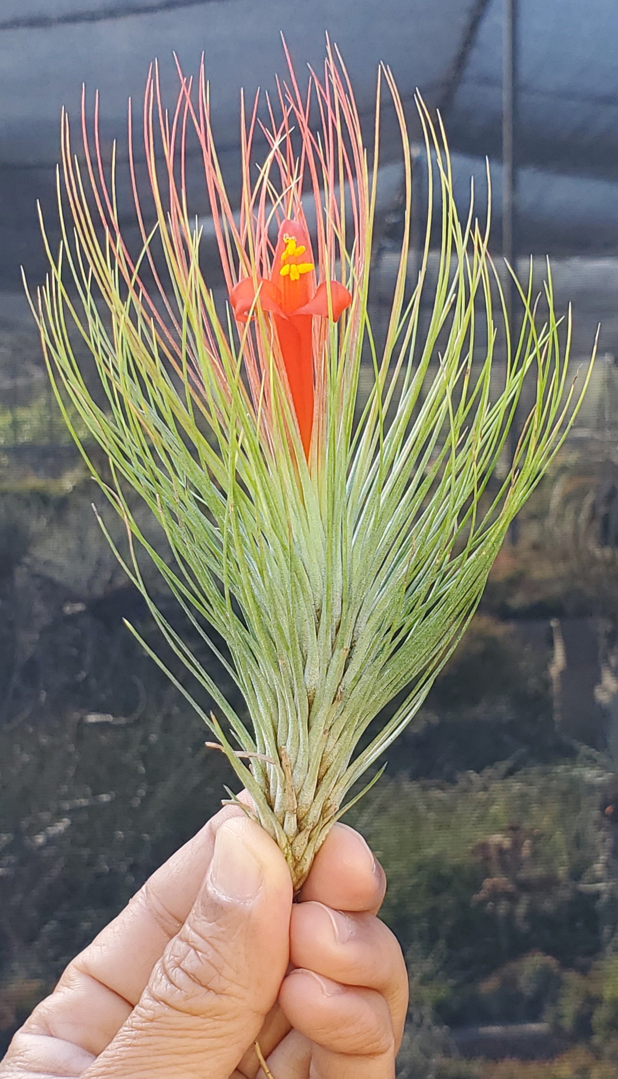 funkiana air plant Tillandsia andreana x funckiana – Tillandsia In Hawaii