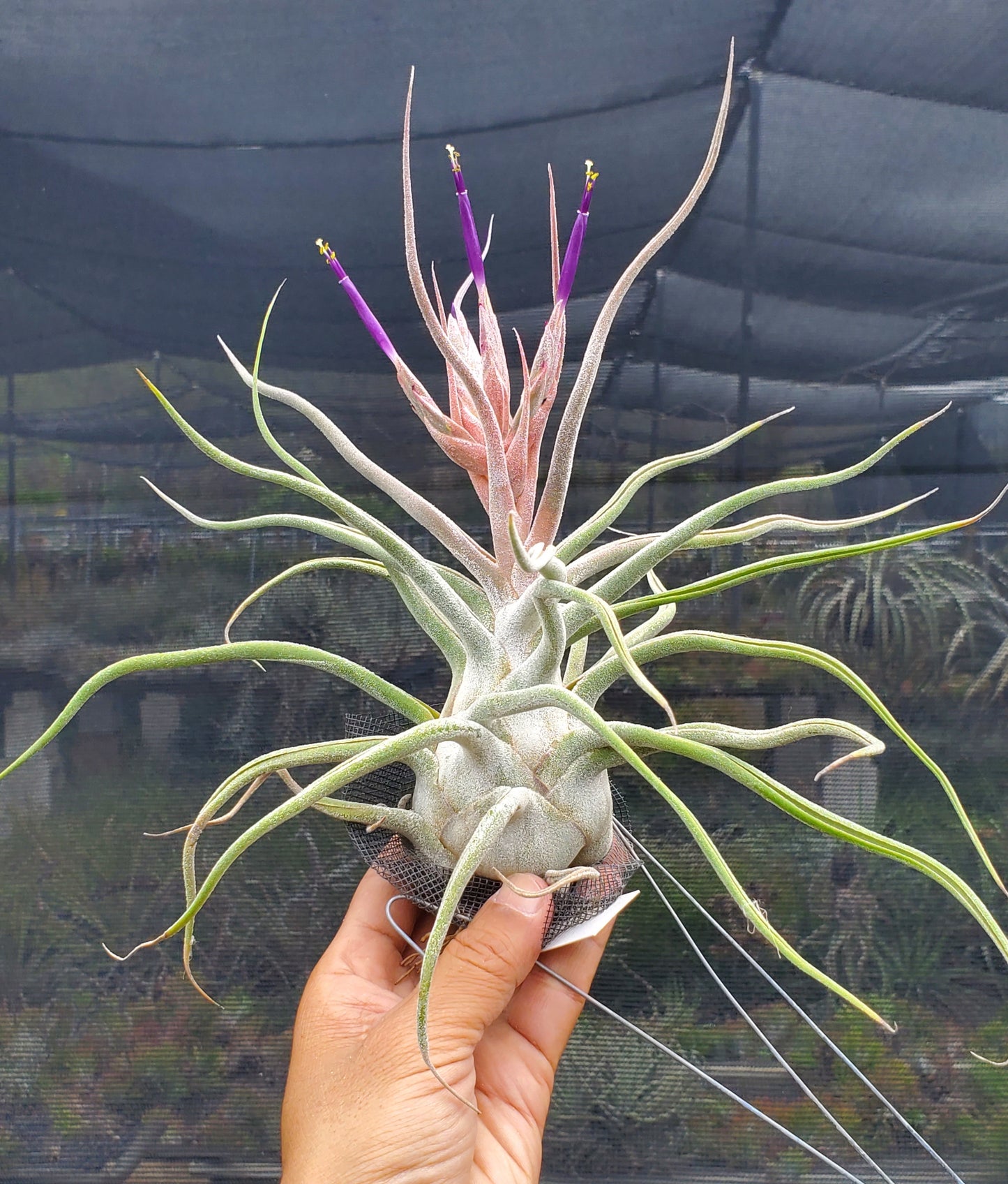 Tillandsia ehlersiana x bulbosa. (forma borrosa)