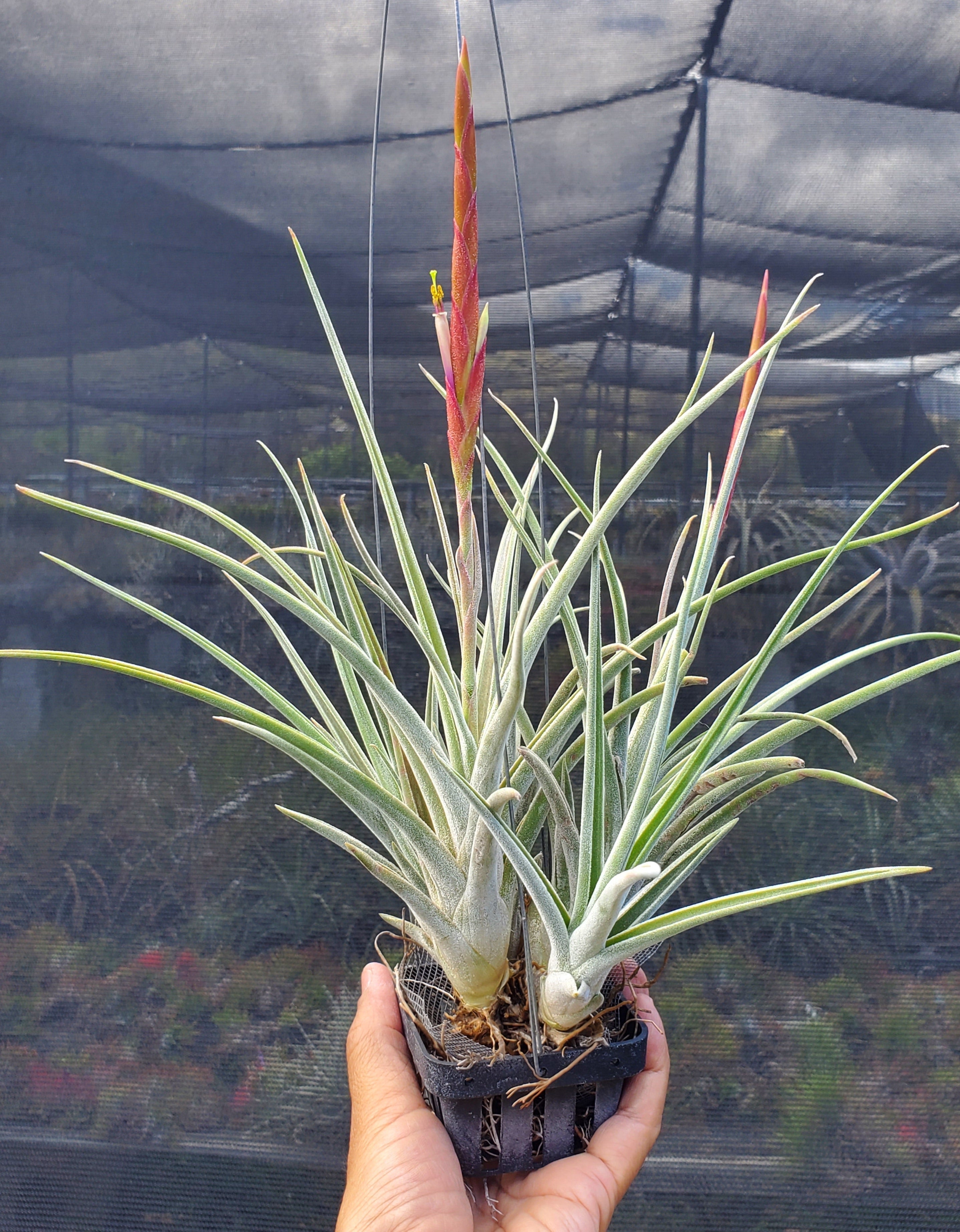schiedeana air plant Tillandsia caput-medusae x schiedeana – Tillandsia In Hawaii
