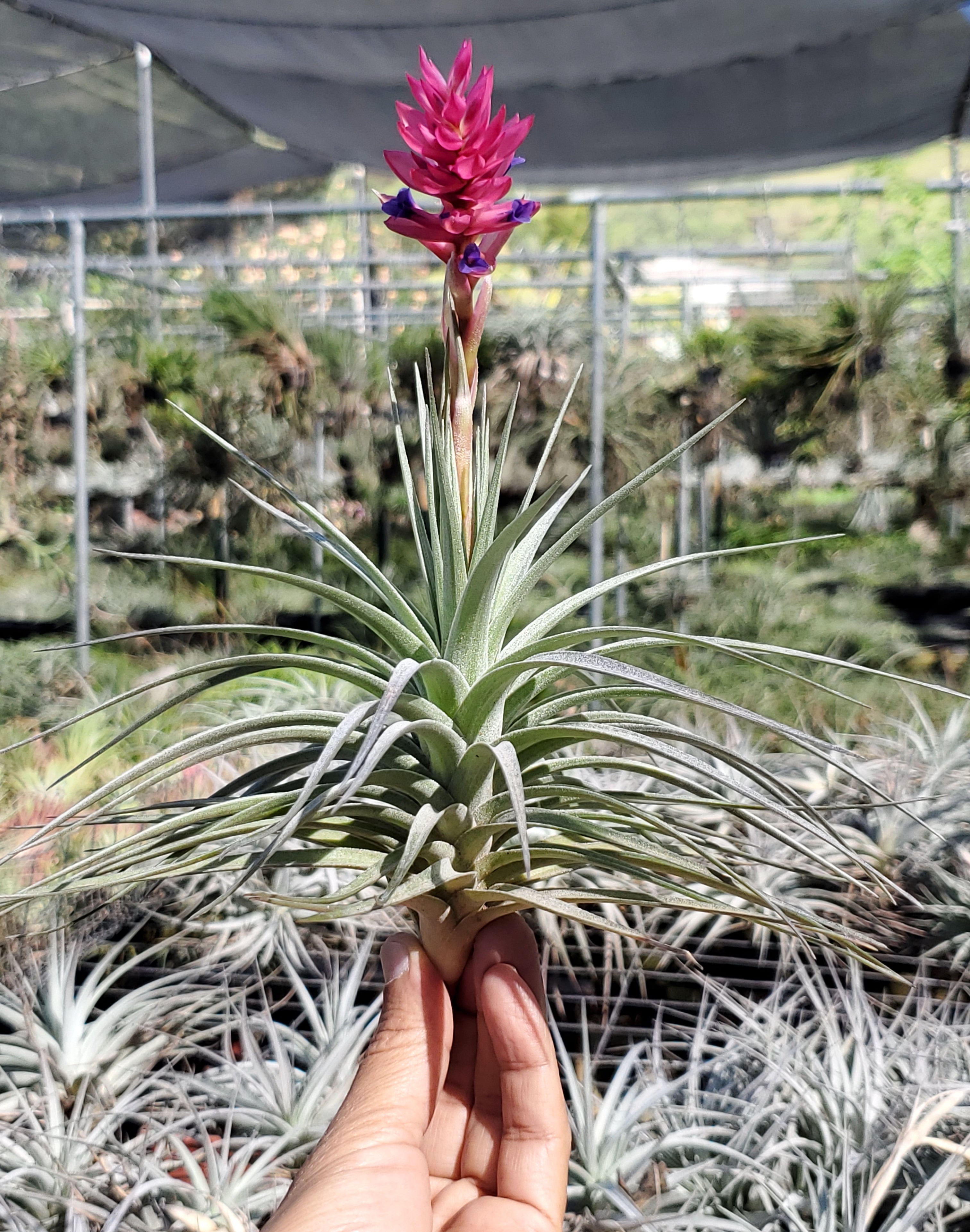 stricta air plant Tillandsia stricta x aeranthos – Tillandsia In Hawaii