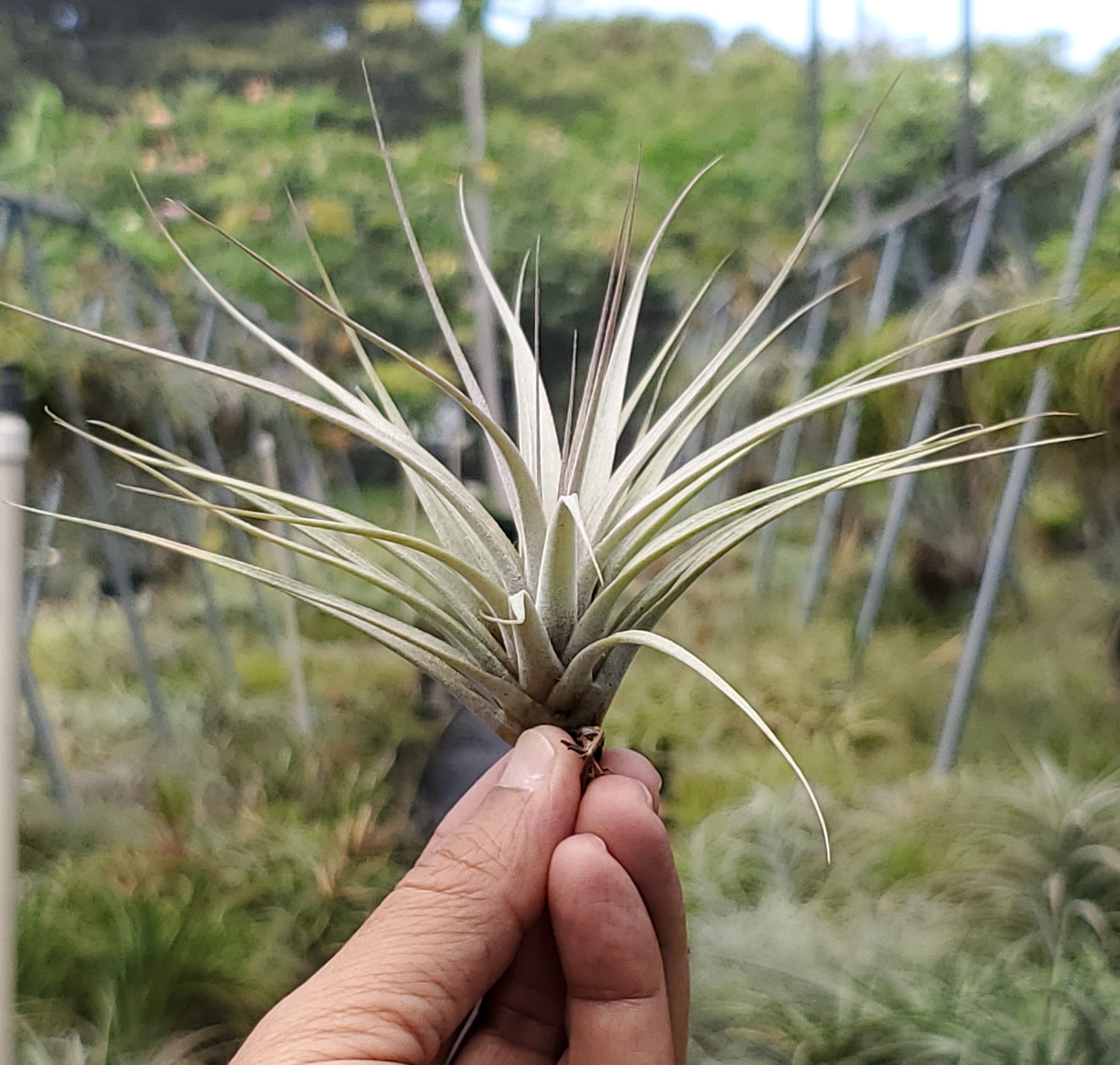 Tillandsia Silver Queen x self. (seedling)