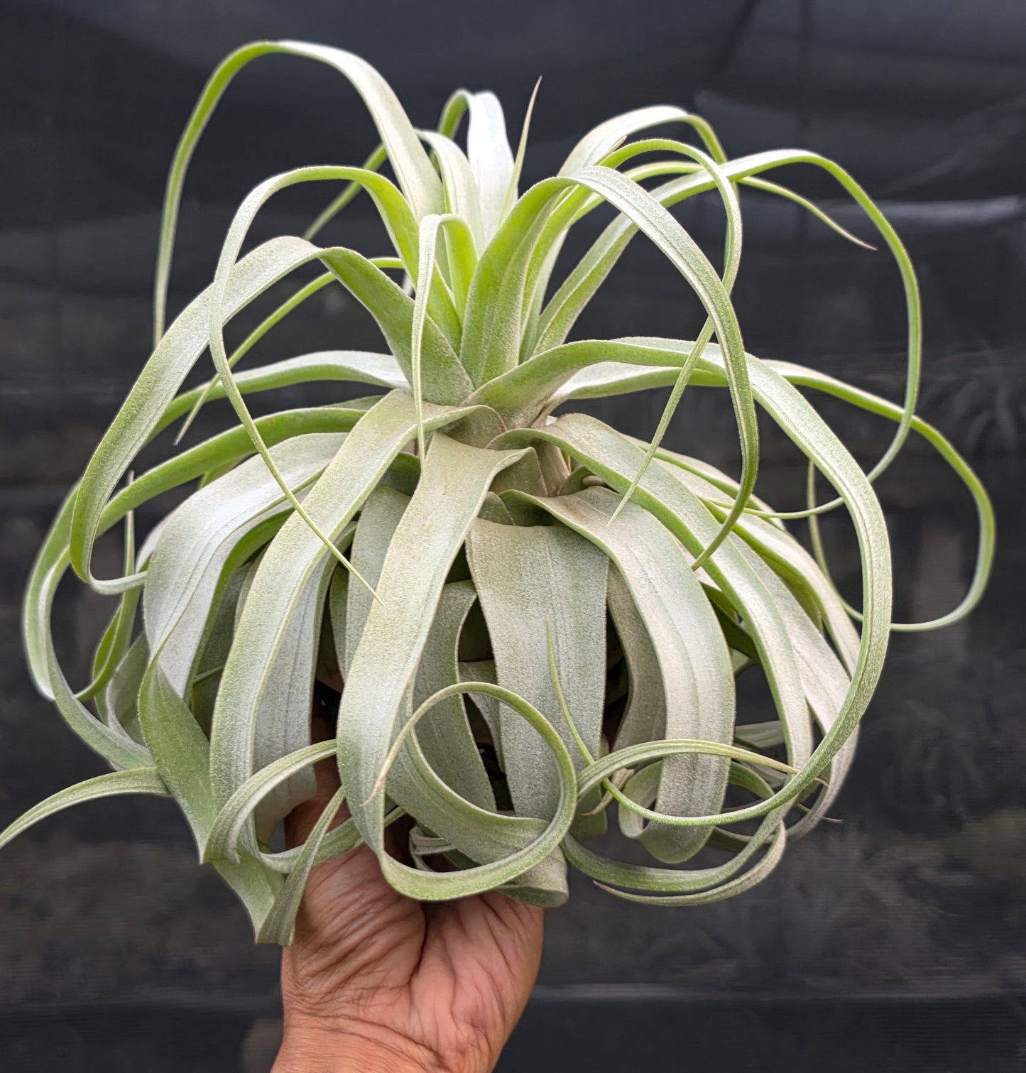 Tillandsia Regal Rene. (streptophylla x chiapensis)