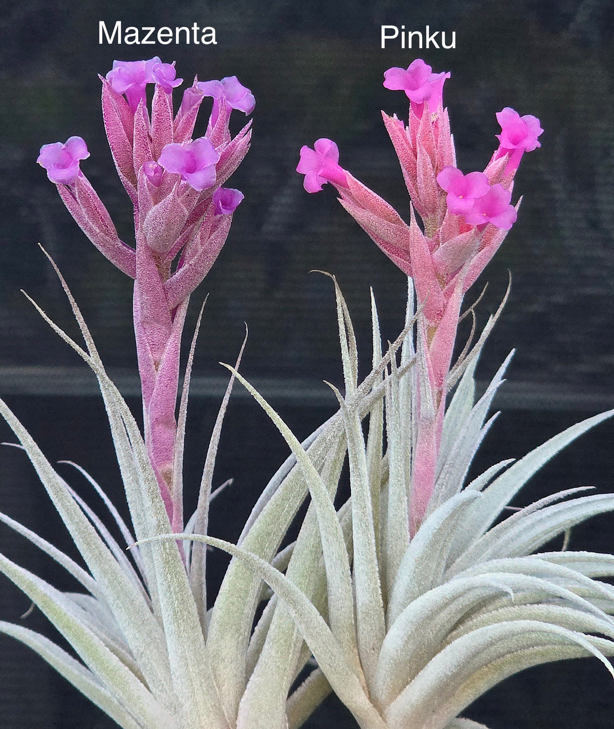 Tillandsia Domingo's Mazenta Sugar. gardneri rupicola purple form x sucrei.