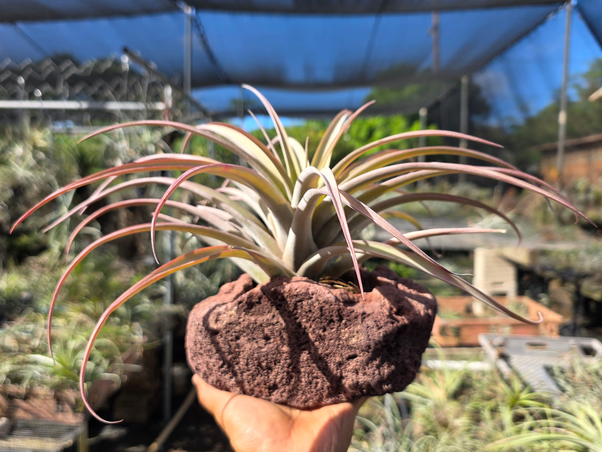 Air plant lava rock centerpiece at Tillandsia In Hawaii lot 5