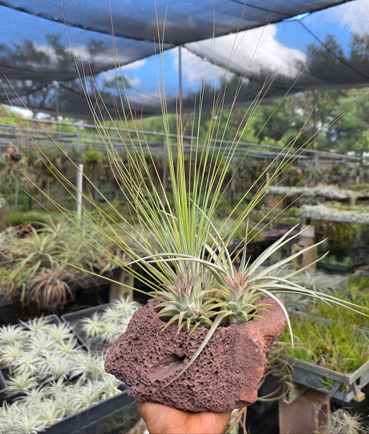 Air plant lava rock centerpiece at Tillandsia In Hawaii lot 4