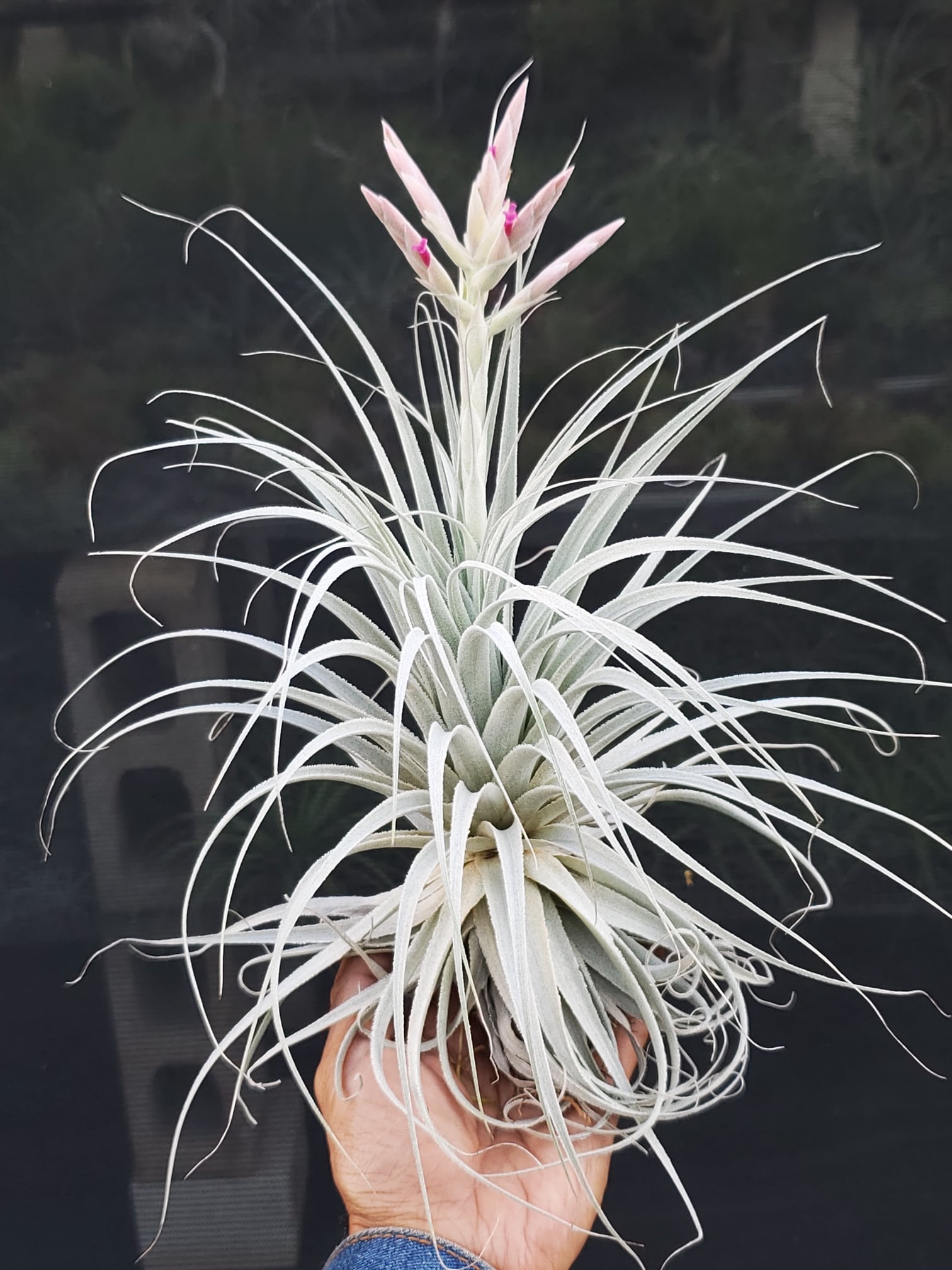 Tillandsia chapeuensis