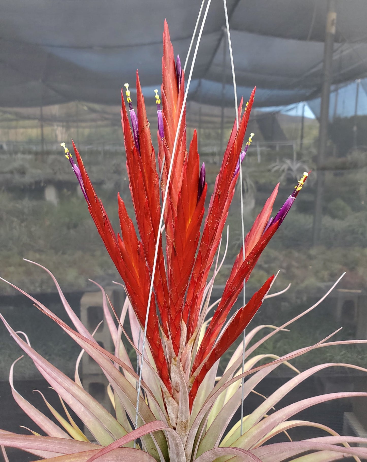 Tillandsia concolor x flabellata. Red leaf form