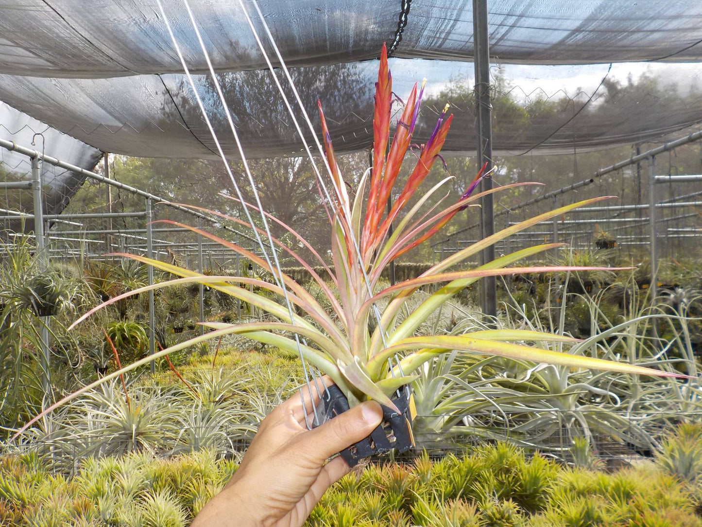 ティランジア・コンカラー×フラベラータ。緑の葉の形