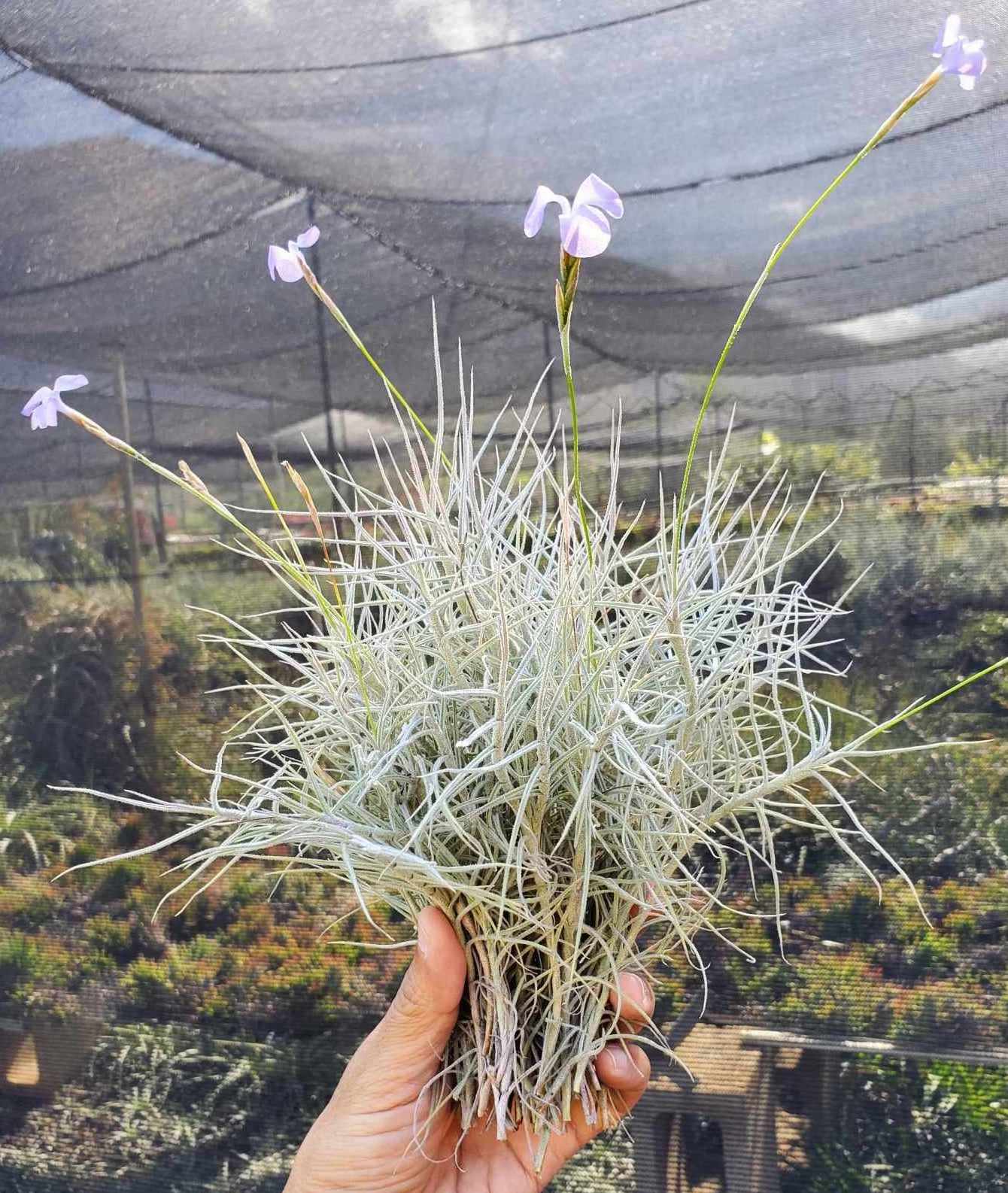 Tillandsia mallemontii bunch