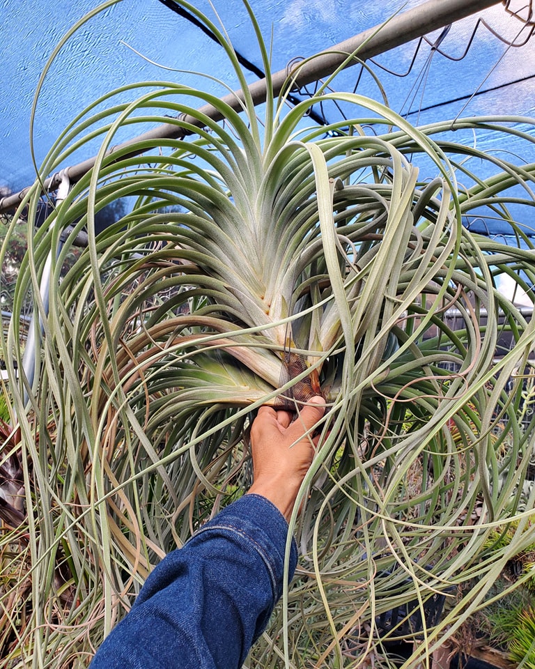 Tillandsia exserta, large, long leaf, fan form.