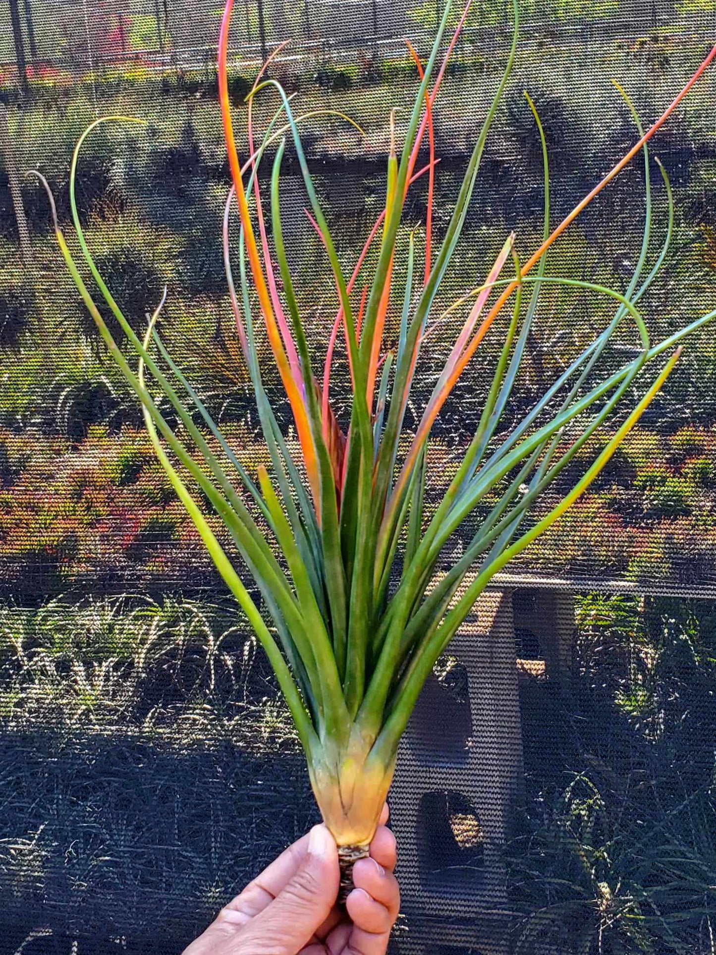 ティランジア クイーンズダズル。 (コンカラー×バルボーサ)