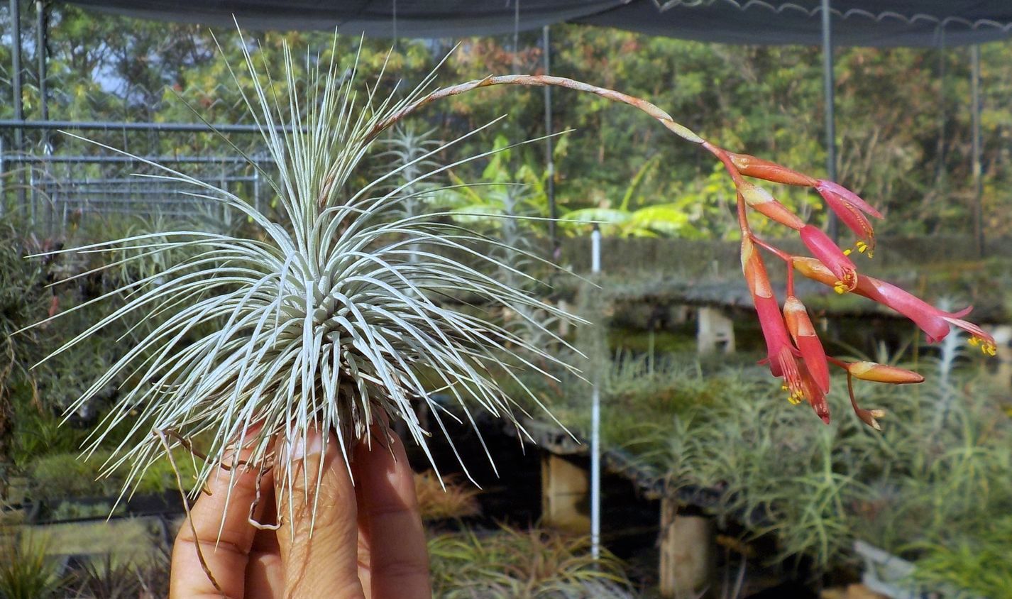 air plant argentea tillandsia Tillandsia argentea
