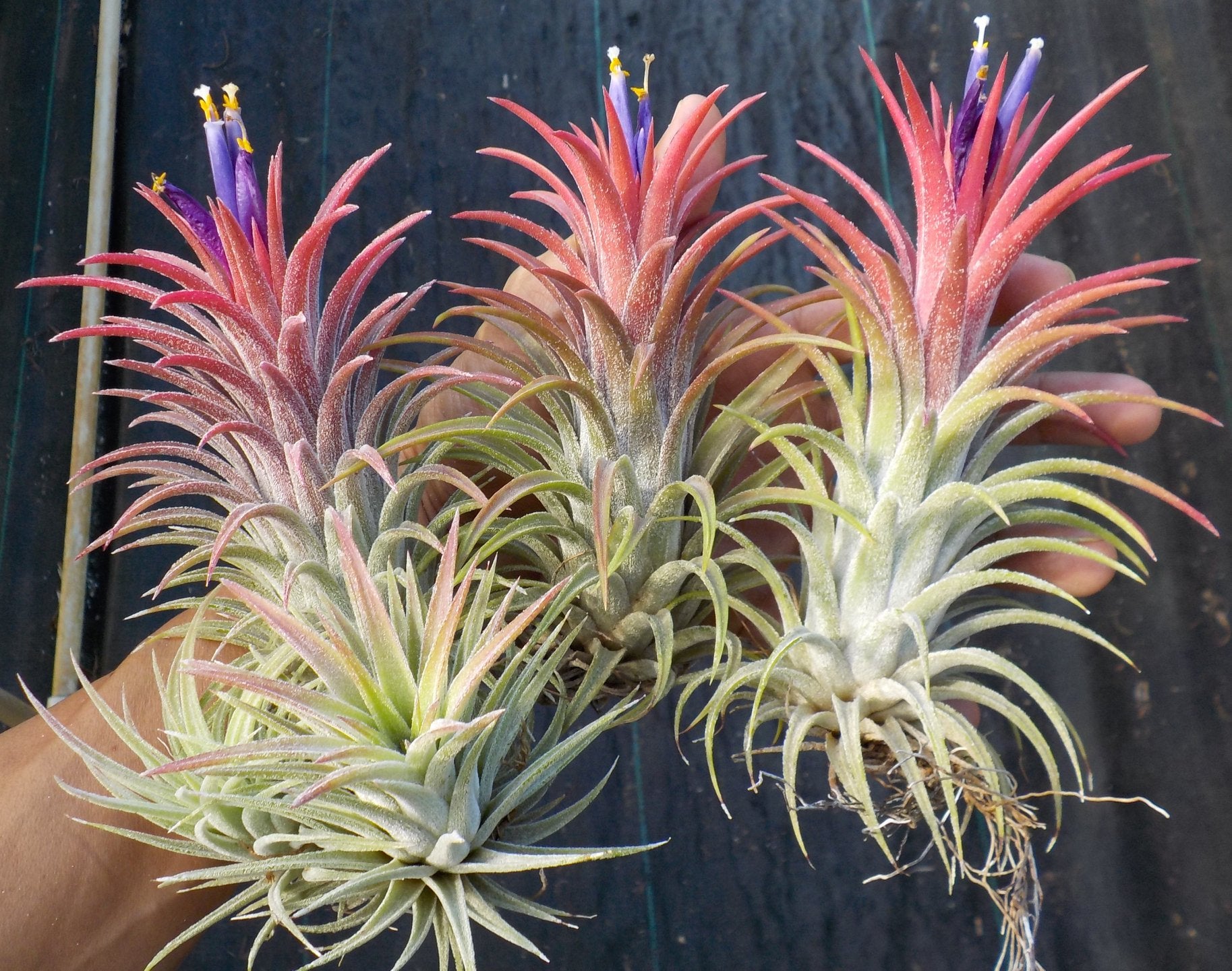 ionantha mexican air plants Tillandsia ionantha Hawaiian Red. (ionantha mexico x ionantha vanhyningii)