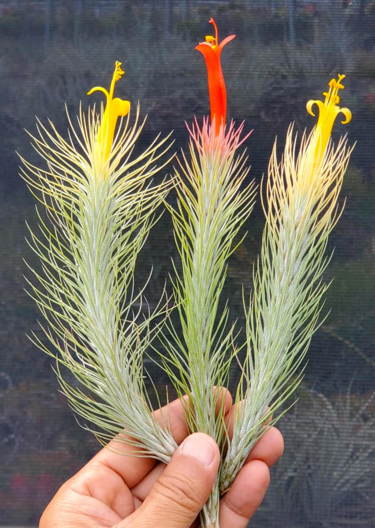 チランジア・ドミンゴズ・スリム。