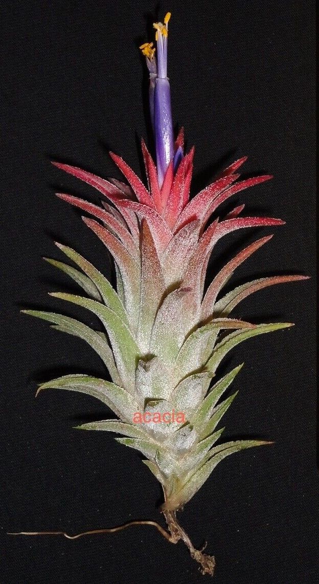 vanhyningii air plant Tillandsia ionantha var. vanhyningii