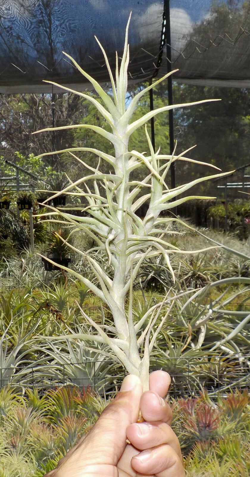 Tillandsia diaguitensis