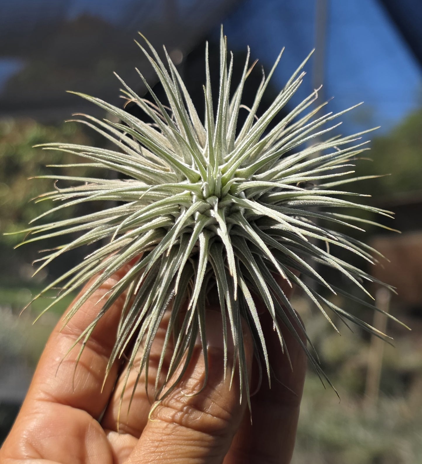 Tillandsia fuchsii fuchsii air plant