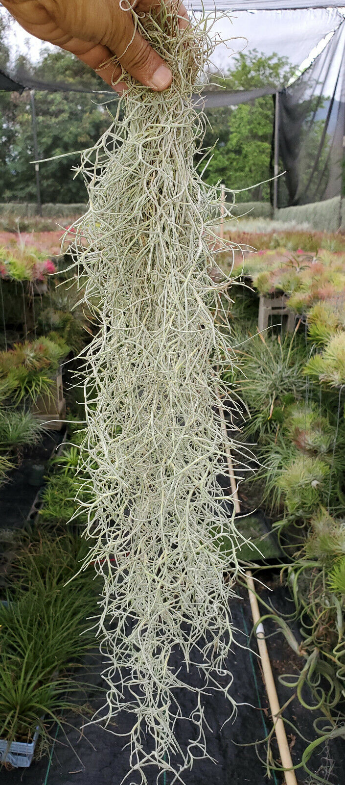 hanging moss plants Tillandsia Usneoides (Spanish Moss)