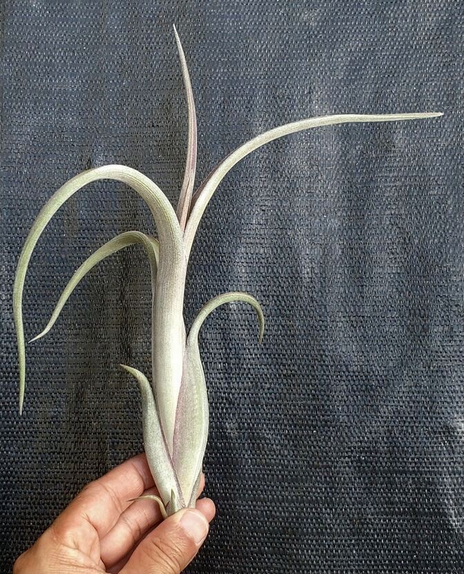 intermedia air plant Tillandsia intermedia