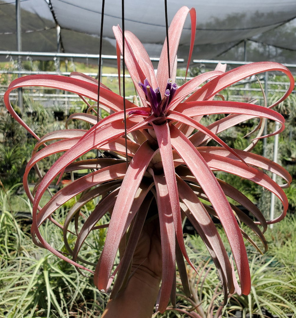 Tillandsia Hawaiian Blush. (capitata honduras x riohondoensis)