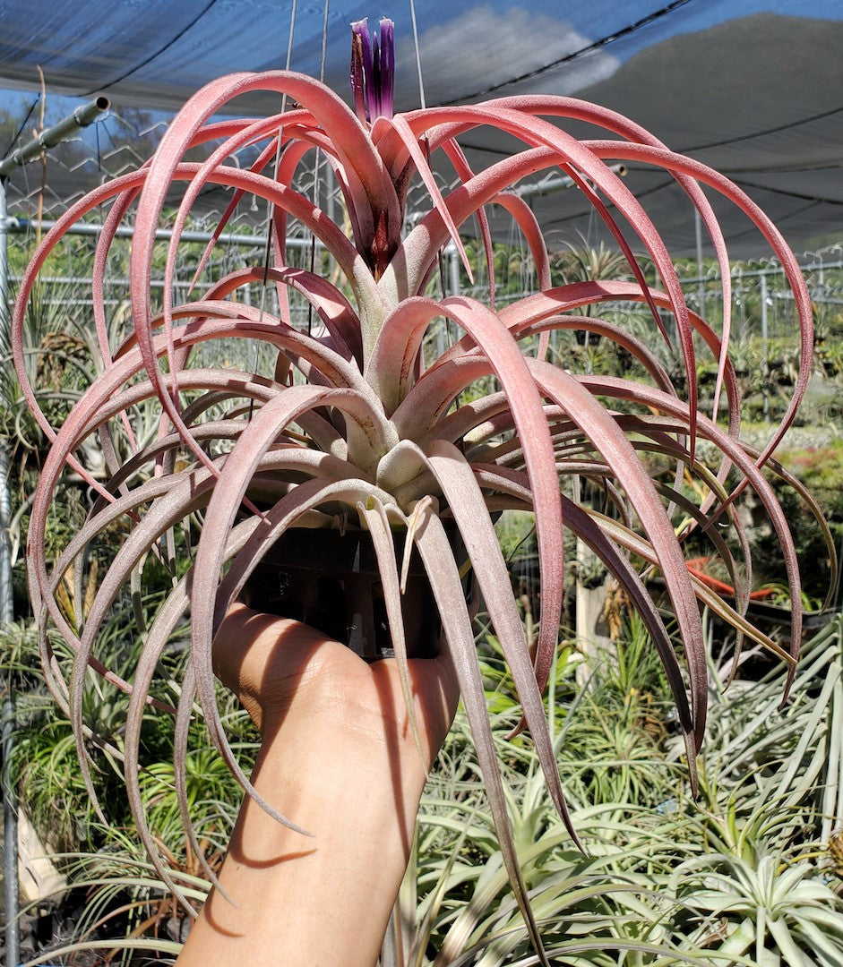 Tillandsia Hawaiian Blush. (capitata honduras x riohondoensis)