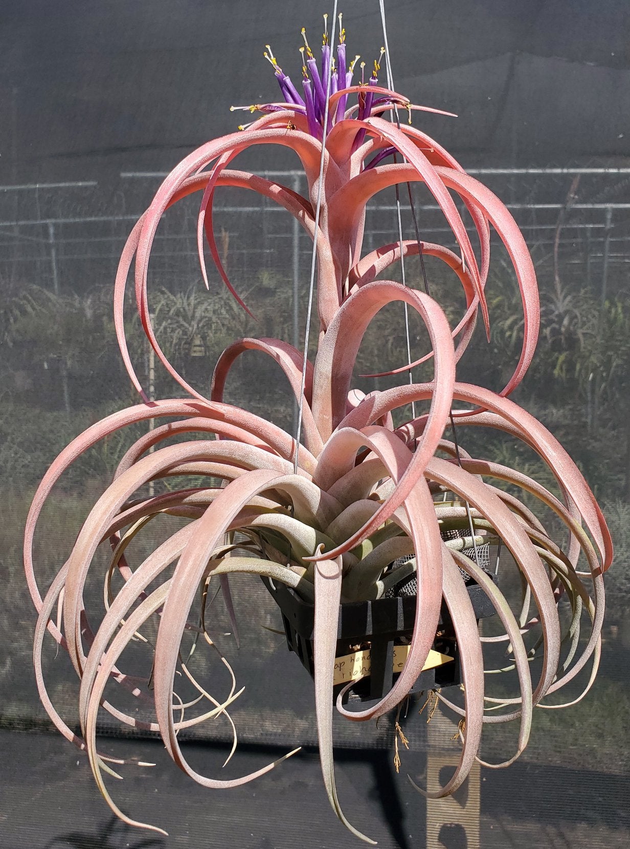 Tillandsia Hawaiian Blush. (capitata honduras x riohondoensis)