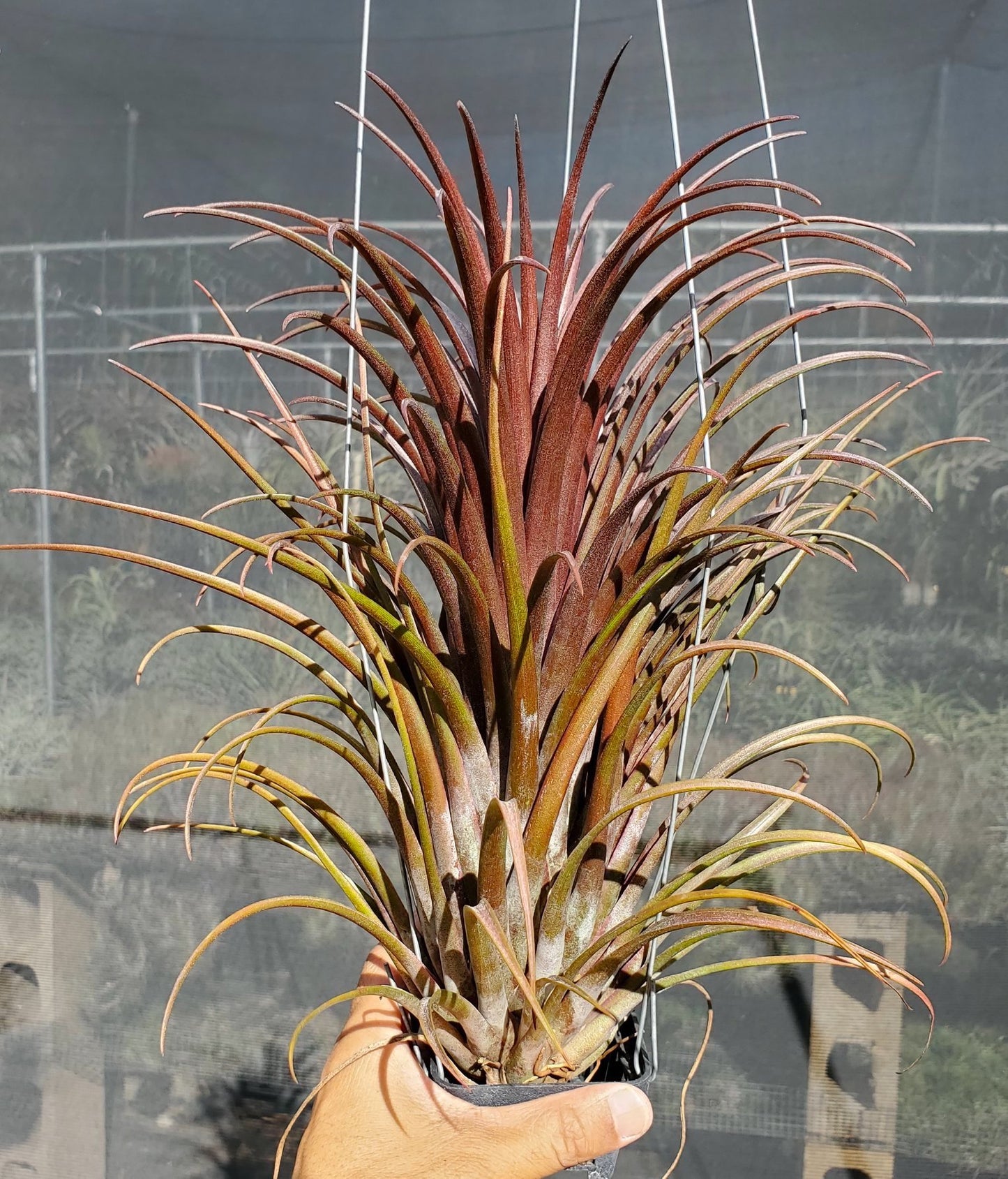 Tillandsia ionantha fuego giant x capitata domingensis