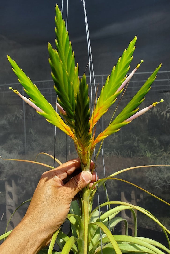 Tillandsia Hawaiian Splendor. (concolor x rothii)