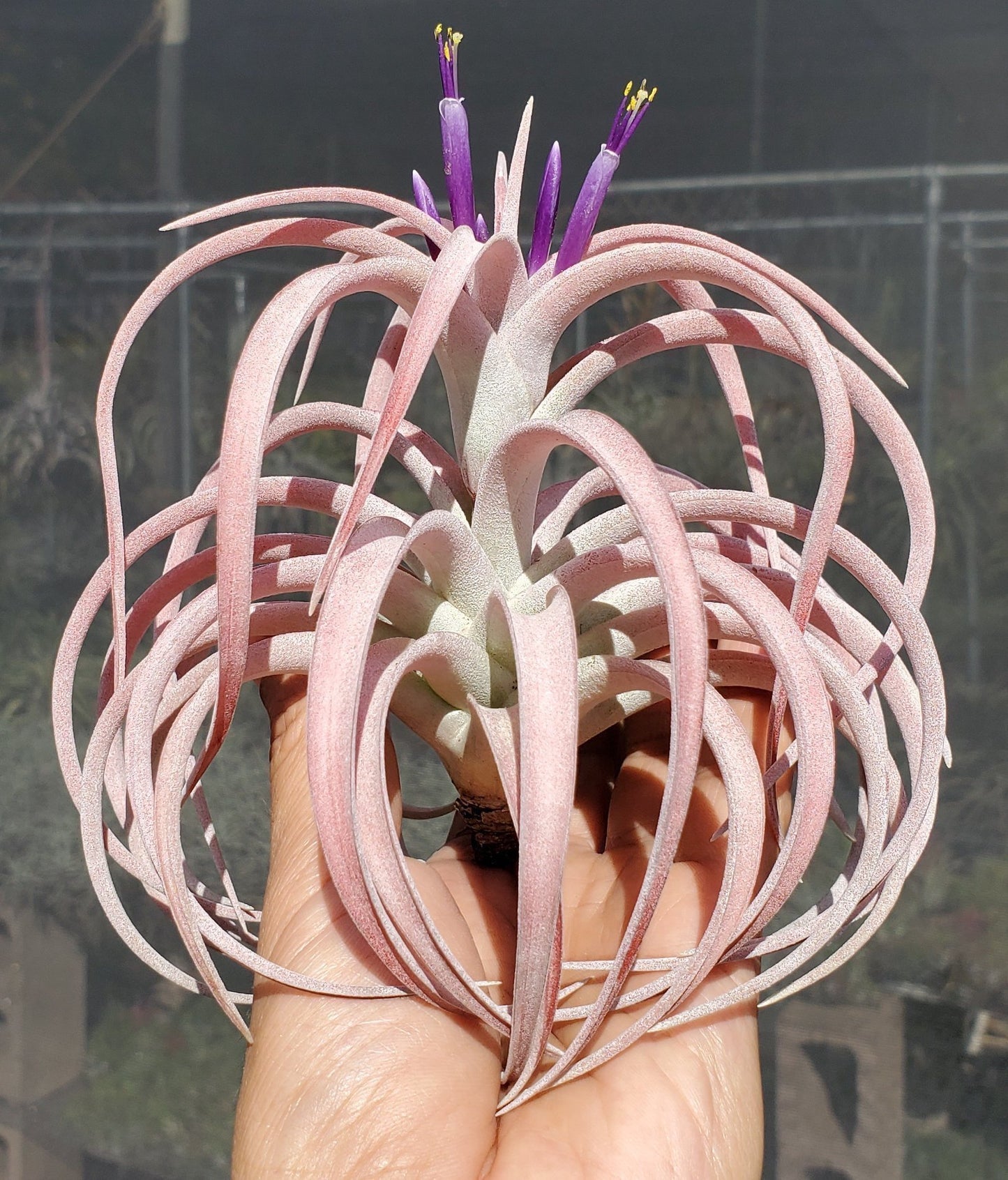 Tillandsia capitata honduras