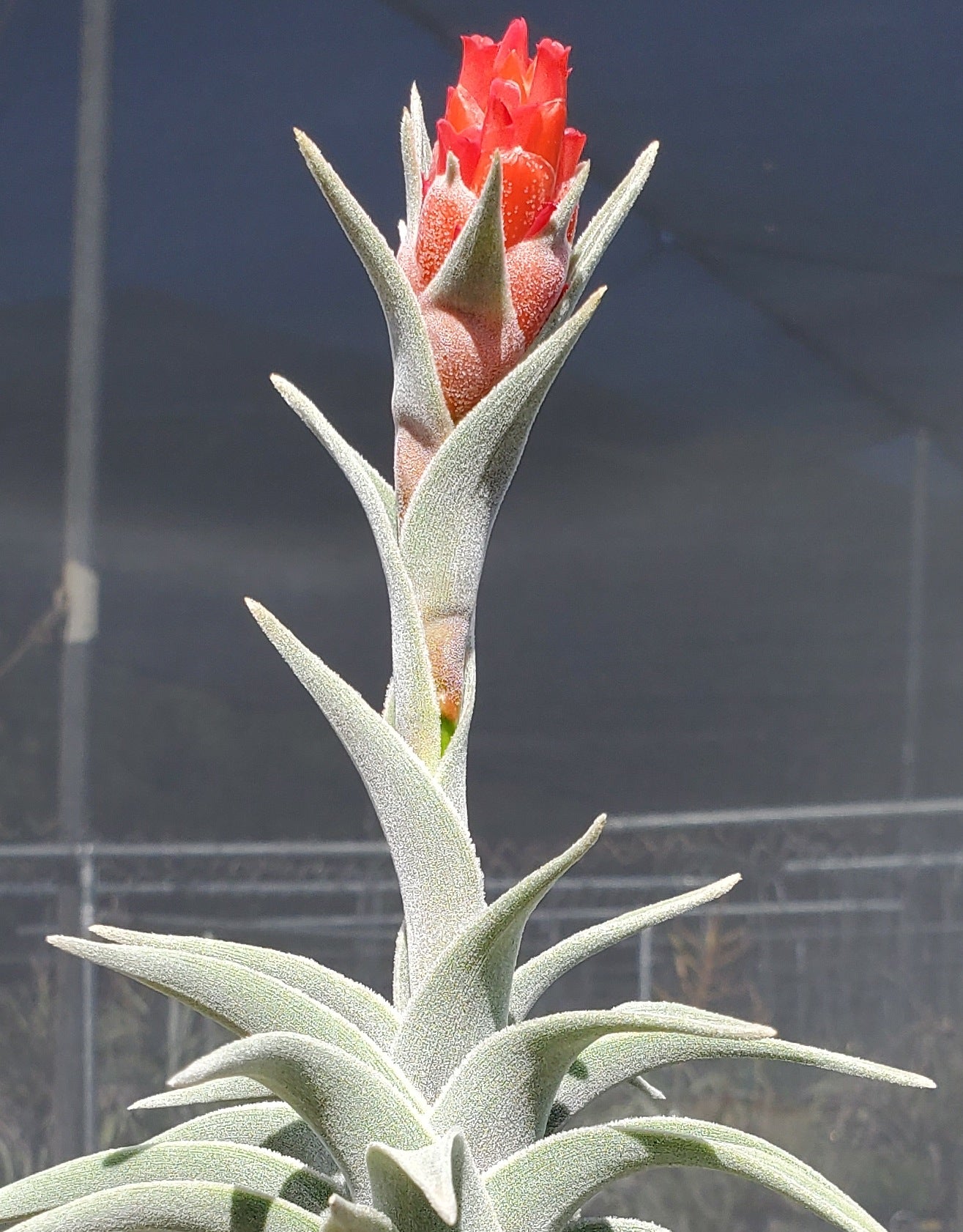 Tillandsia edithae