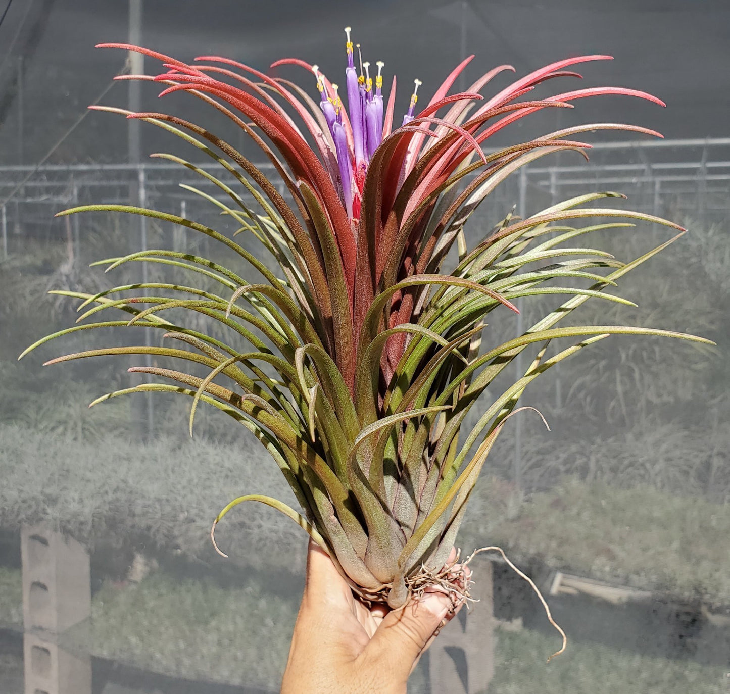 Tillandsia ionantha fuego giant x capitata domingensis