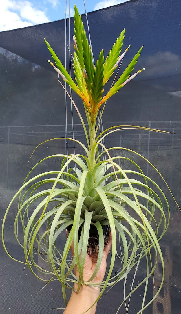 Tillandsia Hawaiian Splendor. (concolor x rothii)