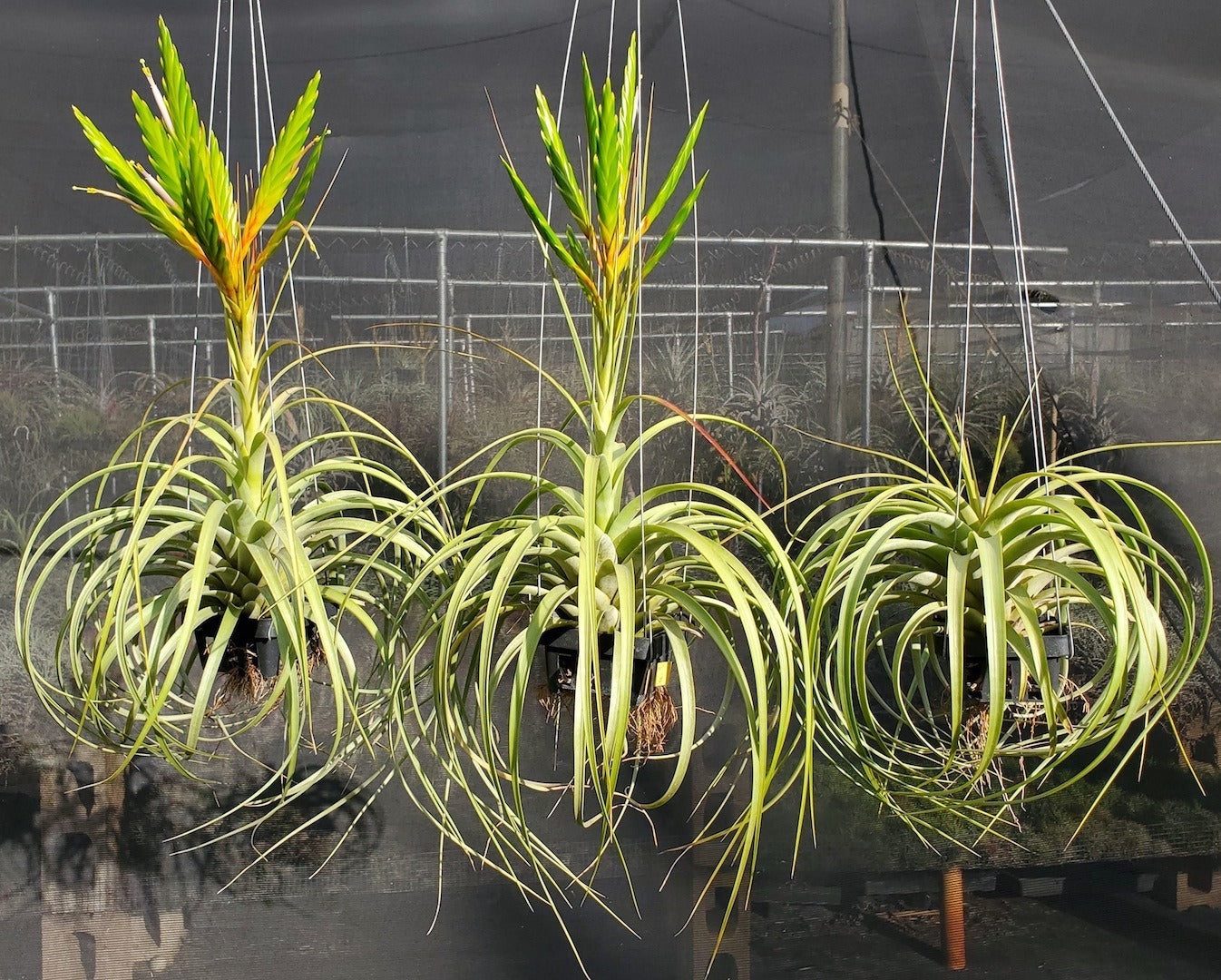 Tillandsia Hawaiian Splendor. (concolor x rothii)