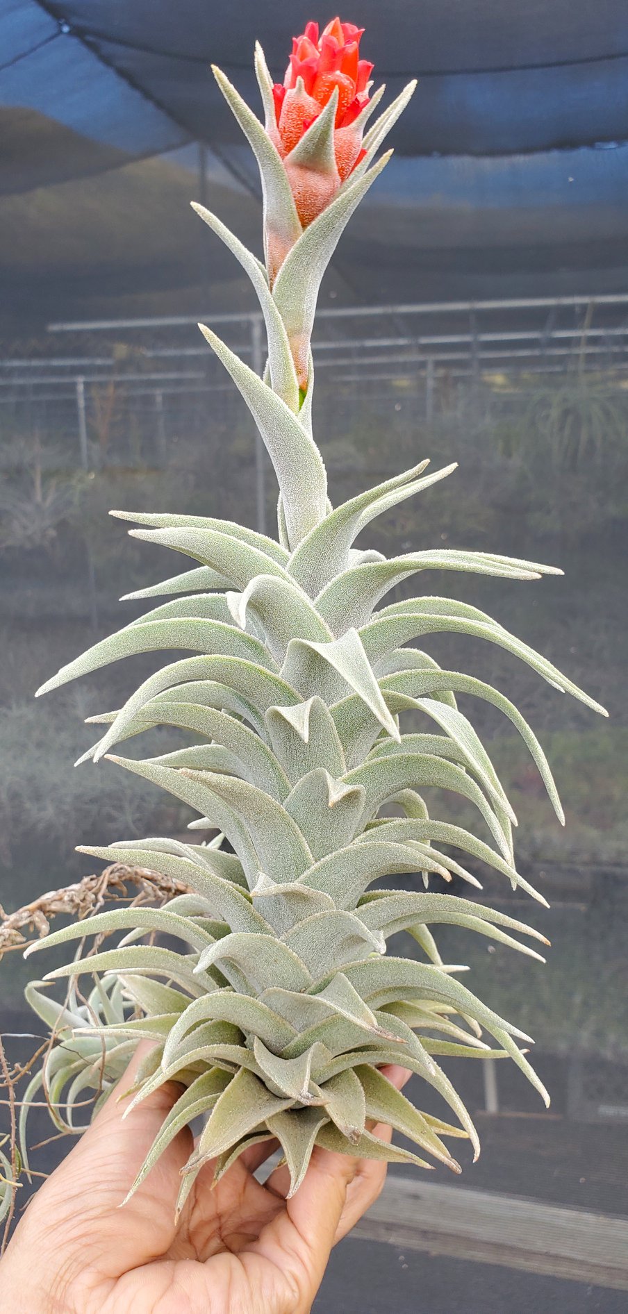 Tillandsia edithae