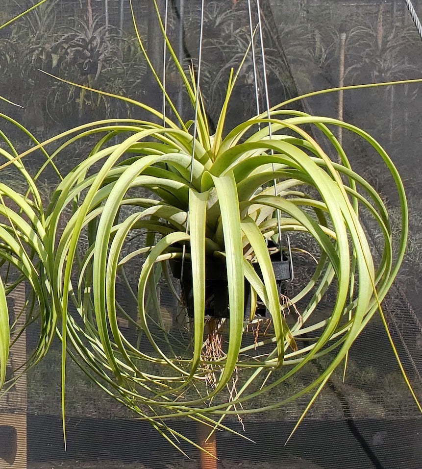 Tillandsia Hawaiian Splendor. (concolor x rothii)