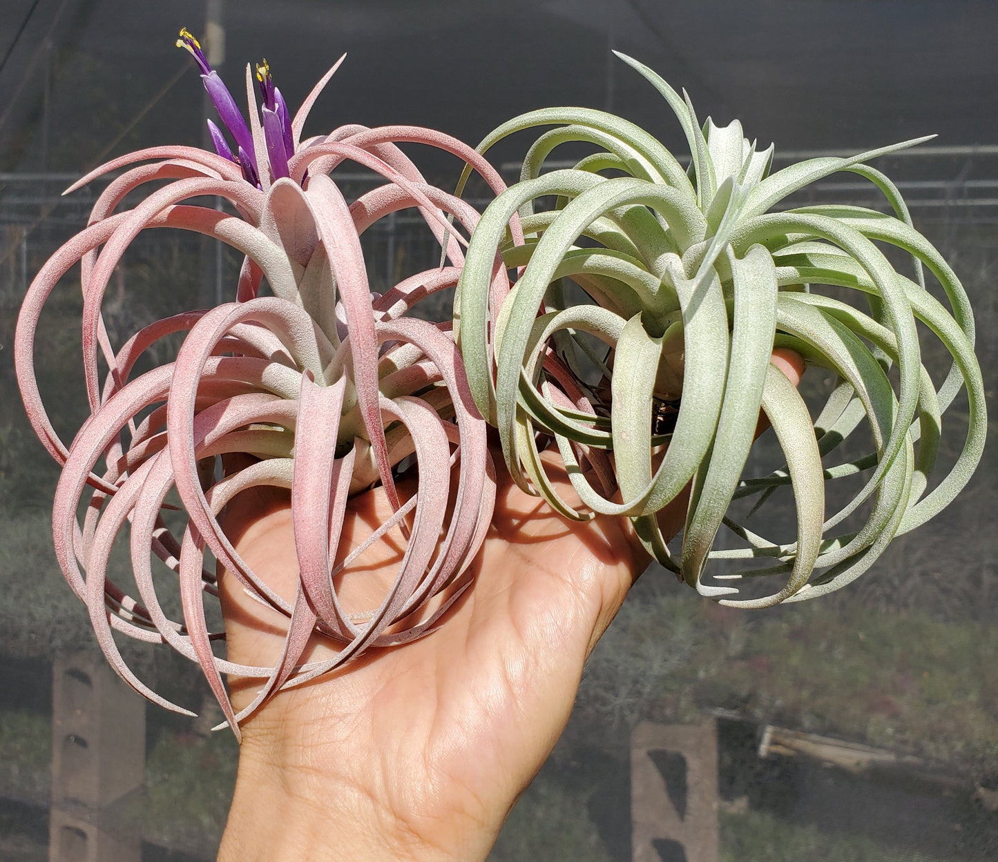 Tillandsia capitata honduras