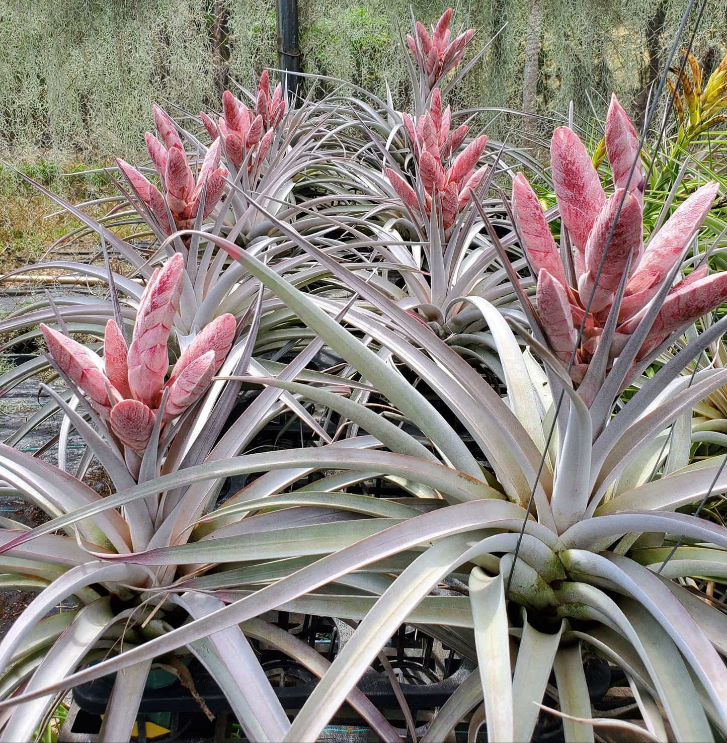 Tillandsia Super Steve. (chiapensis x fasciculata Magnificent)