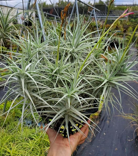 Tillandsia Sweet Isabel. (tectorum x paleacea)