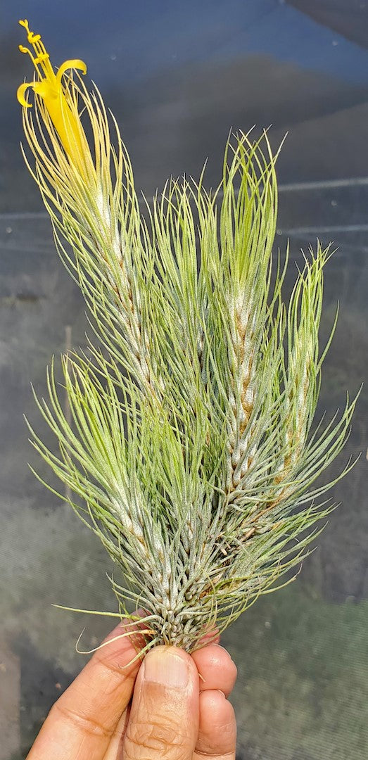 Tillandsia Domingo's Slim.