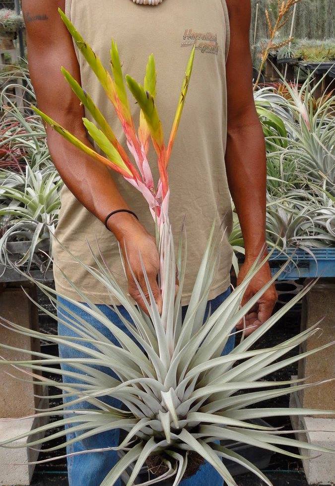 Tillandsia fasciculata honduras