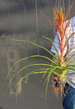 Tillandsia ferreyrae x bulbosa