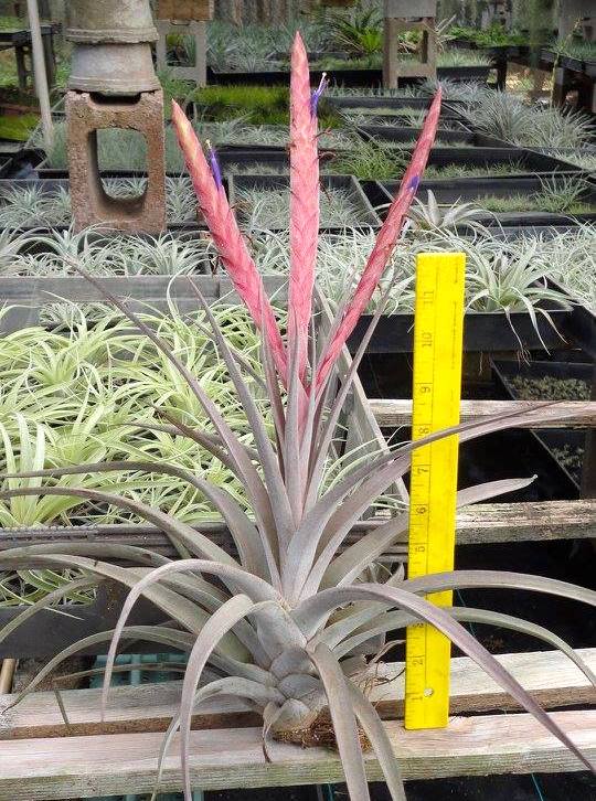 Tillandsia Majestic. (chiapensis x concolor)